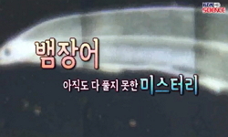 뱀장어, 아직도 다 풀지 못한 미스터리