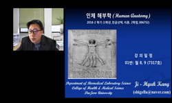 인체해부학