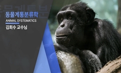 동물계통분류학